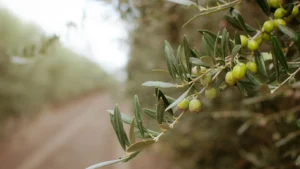 10 raccolta oleificio cericola