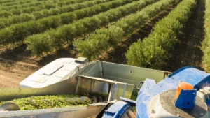 11 raccolta oleificio cericola