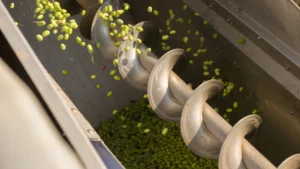 12 raccolta oleificio cericola