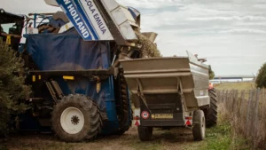 13 raccolta oleificio cericola