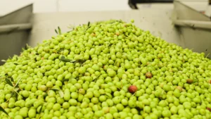 15 raccolta oleificio cericola