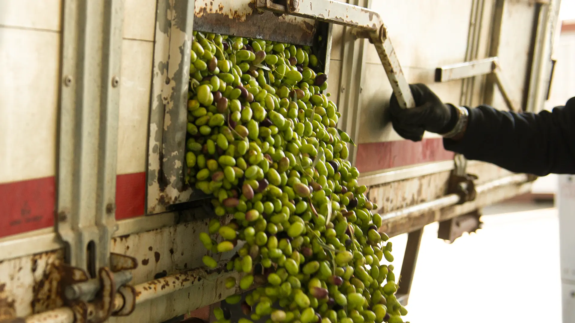 16 raccolta oleificio cericola
