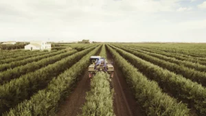 1 raccolta oleificio cericola