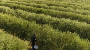 2 raccolta oleificio cericola