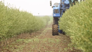 3 raccolta oleificio cericola