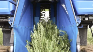 4 raccolta oleificio cericola