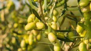 6 raccolta oleificio cericola