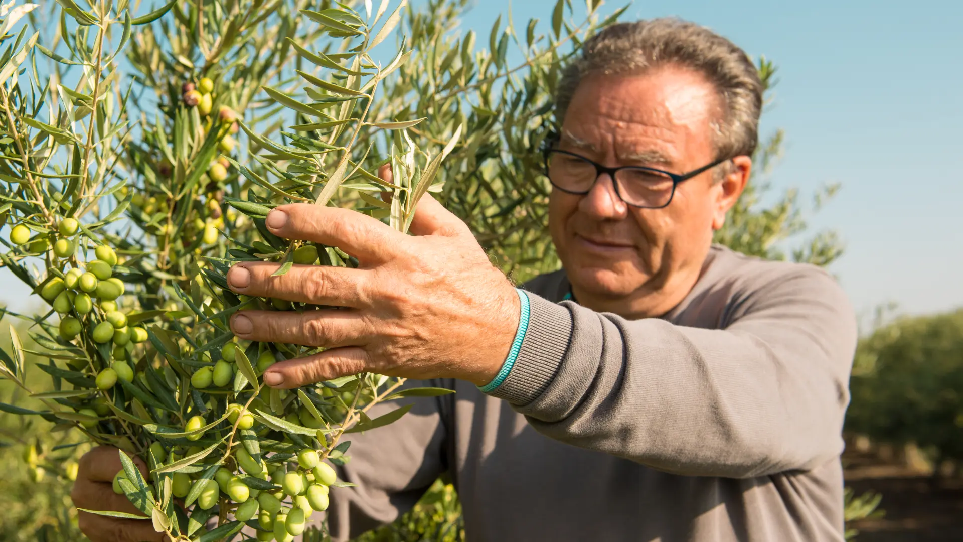 9 raccolta pietro leone oleificio cericola