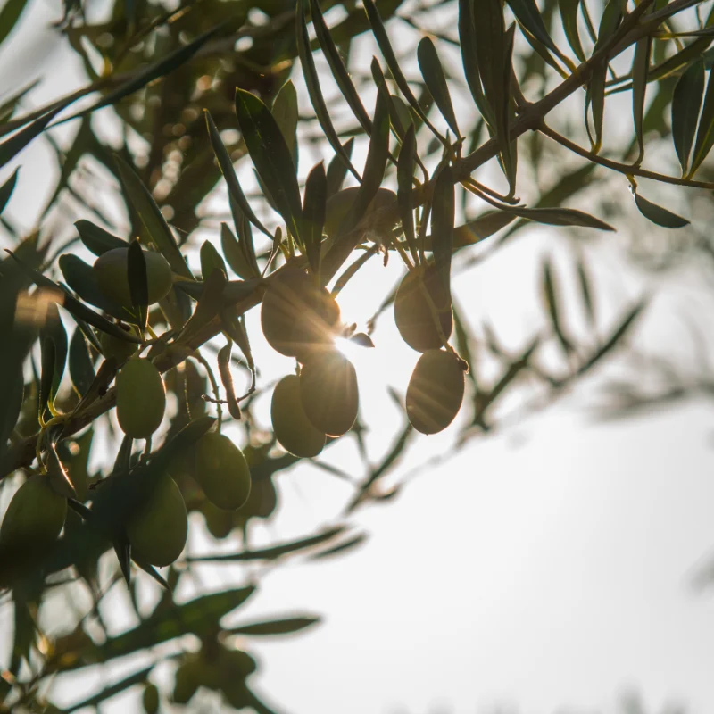 dettaglio olive oleificio cericola square