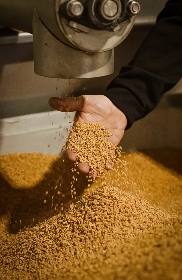 oleificio cericola dalla raccolta all olio denocciolato perche denocciolato