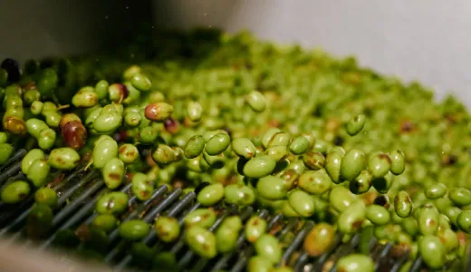 oleificio cericola 0005 dalla raccolta all olio denocciolato 1 defogliatura lavaggio