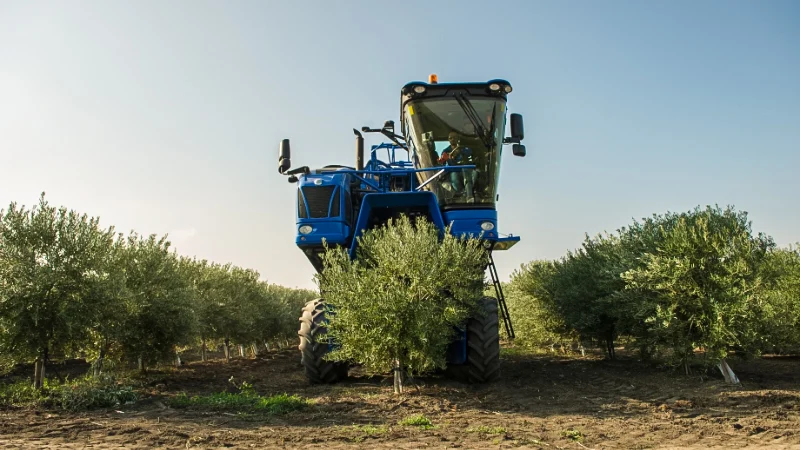 raccolta olive oleificio cericola